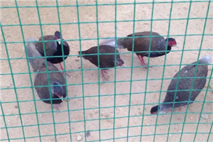 養(yǎng)殖荷蘭網